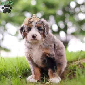 Mimosa, Mini Bernedoodle Puppy